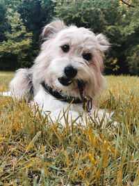 Portrait of dog on field