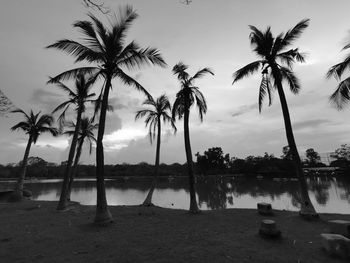 Palm trees on beach against sky