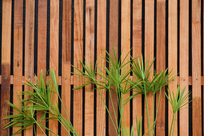 Close-up of plants growing by fence