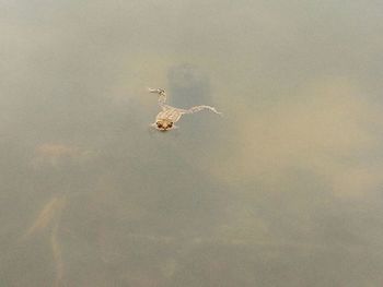 Close-up of spider against sky