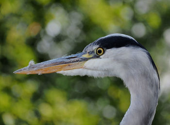 Close-up of a bird