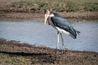 Marabou stork walks along beside shallow stream