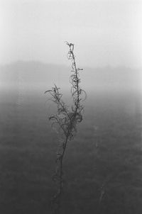 Plant by lake against sky