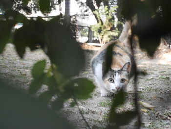 Portrait of cat on kitten outdoors