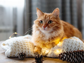 Cute ginger cat on white knitted sweater. fluffy pet on wooden table with light bulbs. scandy style. 