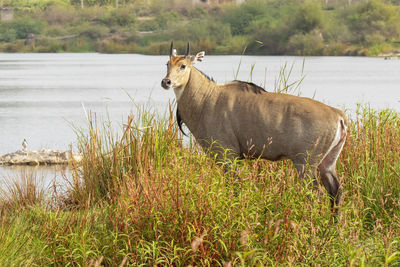 Dog standing in a lake