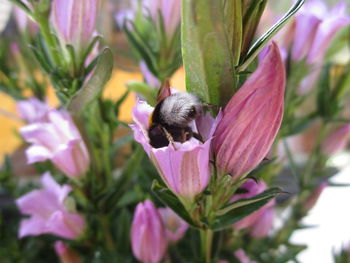 Close-up of bee pollinating on pink flower