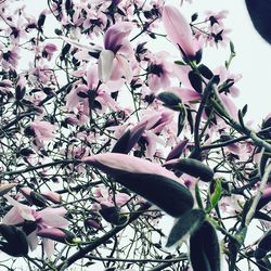 Low angle view of pink flowers blooming on tree