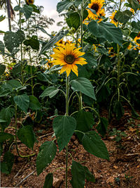 Close-up of yellow flowering plant