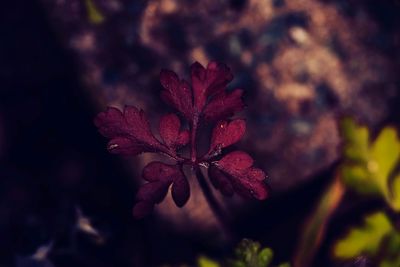 Close-up of wilted flower plant