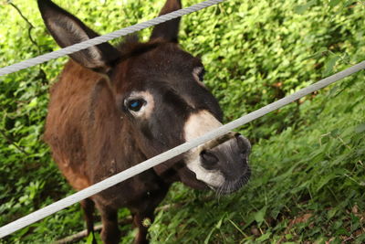 Close-up of a horse