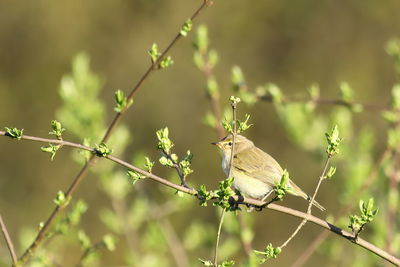 Scenic view of a booted warbler perching in a shrub