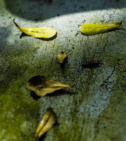 High angle view of yellow leaves on the ground