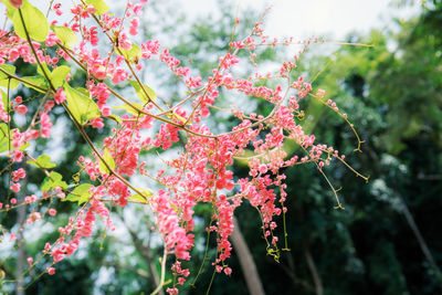 Close-up of red flowering plant