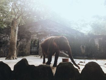 Horse standing in a sunlight