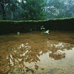 Reflection of trees in water