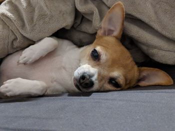 Close-up portrait of dog relaxing on floor