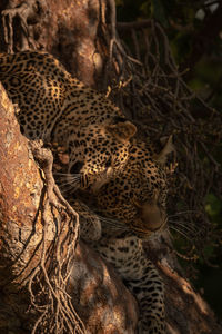 View of a cat on tree