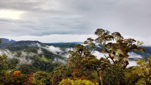 Trees in forest against sky