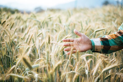 Close-up of wheat crop in field