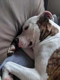 Close-up of dog sleeping on bed at home