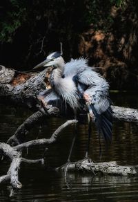 Close-up of bird perching on tree