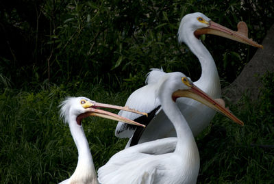 White birds on a land