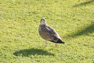 Bird on grassy field