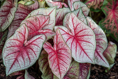 Close-up of red leaves on plant