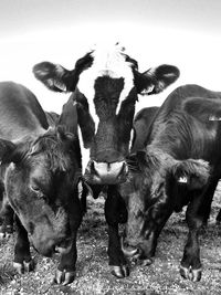 Cow standing in a field