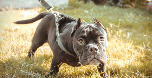 Portrait of a dog on field