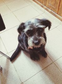 Portrait of cute puppy at home