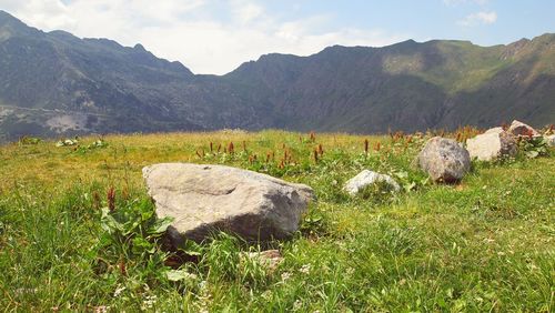 Grass on field by mountains against sky