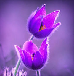 Close-up of purple flower