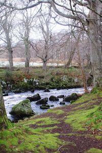 River stream amidst trees in forest