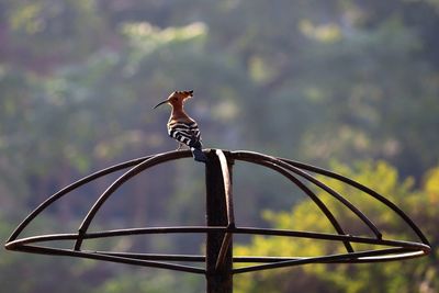 Close-up of bird perching on a metal