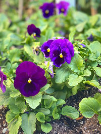 Close-up of purple flowering plants