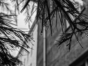 Close-up of raindrops on twig