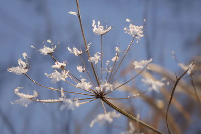 Close-up of snow blossom plant