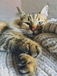 Close-up portrait of cat relaxing at home