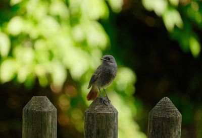 Bird perching on wooden post