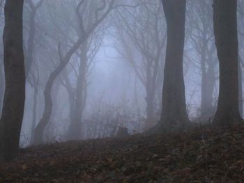 Trees in forest