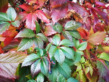 Full frame shot of autumn leaves