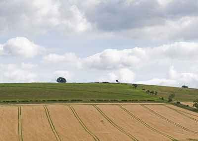 Scenic view of agricultural field against sky