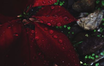 Close-up of wet red flower
