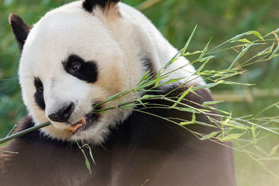 Close-up of bamboo eating plant in zoo