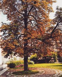 Trees in park