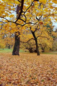 Trees in park during autumn