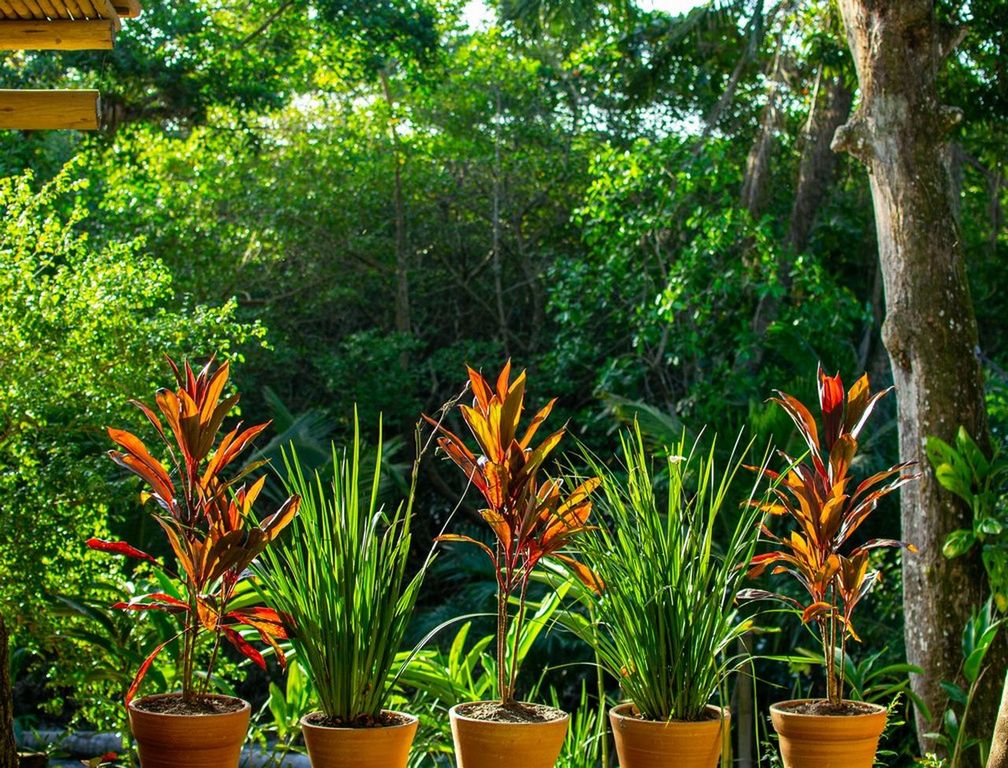 plant, growth, nature, flower, garden, green, tree, no people, potted plant, beauty in nature, jungle, houseplant, front or back yard, day, outdoors, flowerpot, tranquility, leaf, backyard, botany, shrub, ornamental garden, botanical garden, plant part, gardening, architecture, formal garden