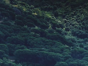 Full frame shot of trees in forest